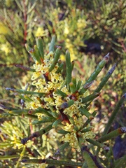 Hakea pachyphylla