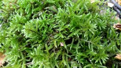 Climacium dendroides