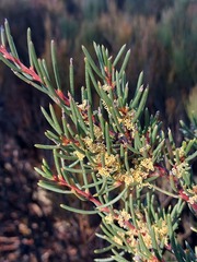 Hakea pachyphylla