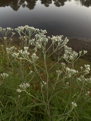 Eupatorium hyssopifolium