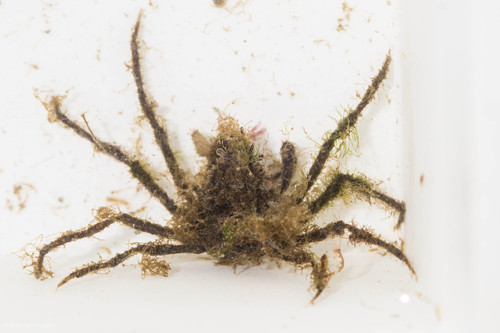Pyromaia tuberculata