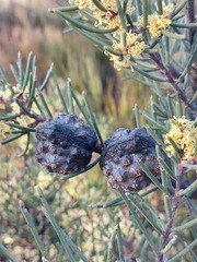 Hakea pachyphylla