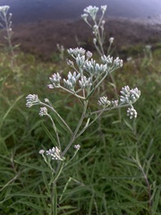 Eupatorium hyssopifolium