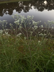 Eupatorium hyssopifolium