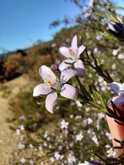 Philotheca salsolifolia