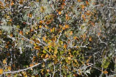 Flueggea verrucosa
