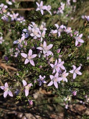 Philotheca salsolifolia