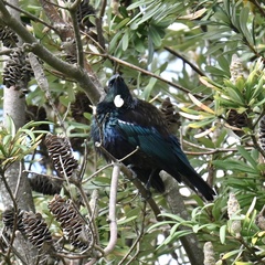 Prosthemadera novaeseelandiae novaeseelandiae