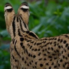 Leptailurus serval constantina