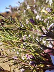 Philotheca salsolifolia