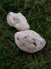 Amaropostia stiptica