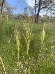 Austrostipa mollis