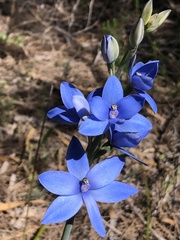 Thelymitra crinita