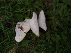 Amaropostia stiptica
