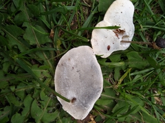 Amaropostia stiptica
