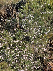 Philotheca salsolifolia