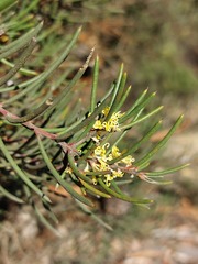 Hakea pachyphylla