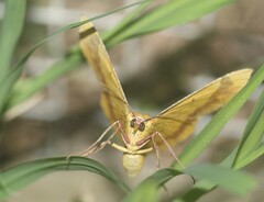 Erastria decrepitaria