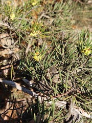 Hakea pachyphylla