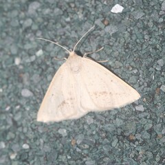 Lychnosea intermicata