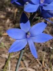 Thelymitra crinita