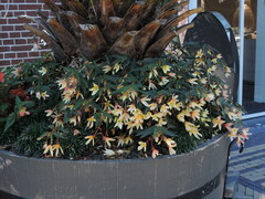 Begonia boliviensis