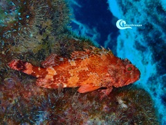 Scorpaena maderensis