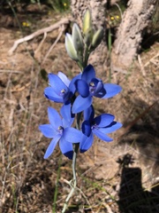 Thelymitra crinita