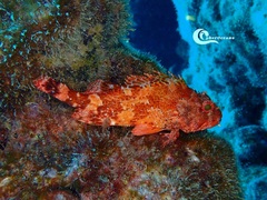 Scorpaena maderensis