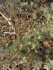 Hakea pachyphylla