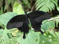 Papilio helenus