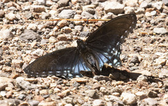 Limenitis arthemis arizonensis