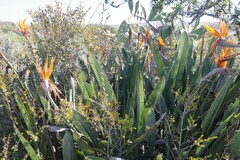Strelitzia reginae