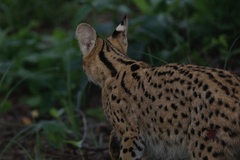 Leptailurus serval constantina
