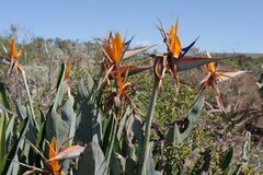 Strelitzia reginae