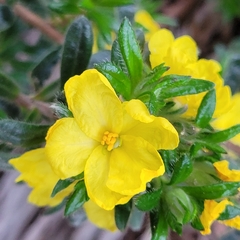 Hibbertia sericea
