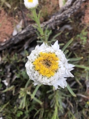 Polycalymma stuartii