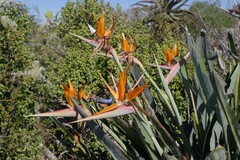 Strelitzia reginae