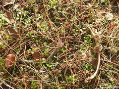 Festuca myuros