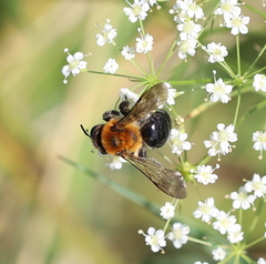 Melandrena
