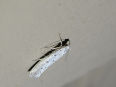 Yponomeuta cagnagella