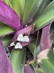 Tradescantia spathacea