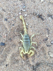 Paruroctonus utahensis