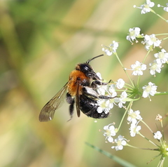 Melandrena