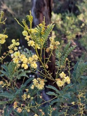 Acacia terminalis