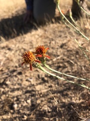 Adenophyllum cooperi