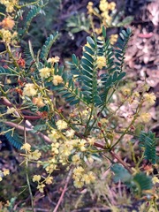 Acacia terminalis