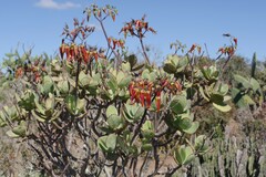 Cotyledon velutina
