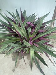Tradescantia spathacea