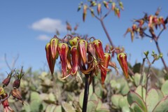 Cotyledon velutina